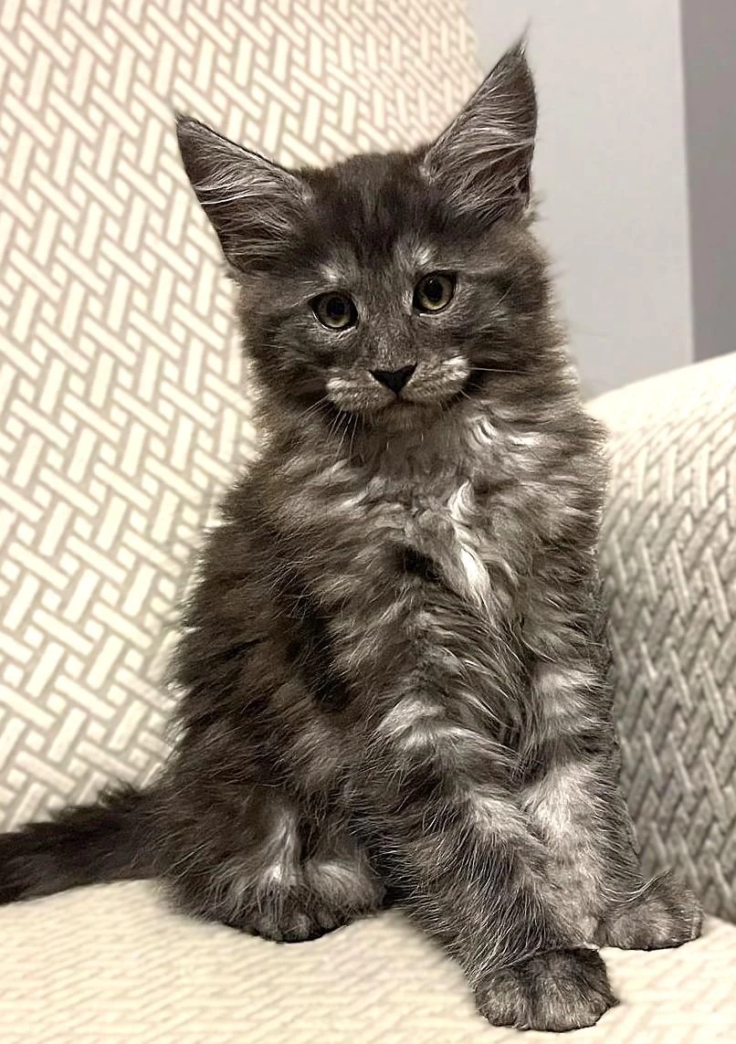 Wcf Üyesi Grand Design Catteryden Black Smoke Maine Coon
