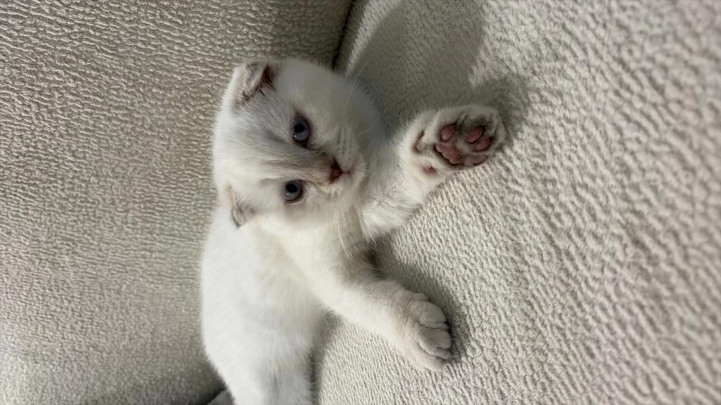 Tatlı Scottish Fold Oğlumuz Rio
