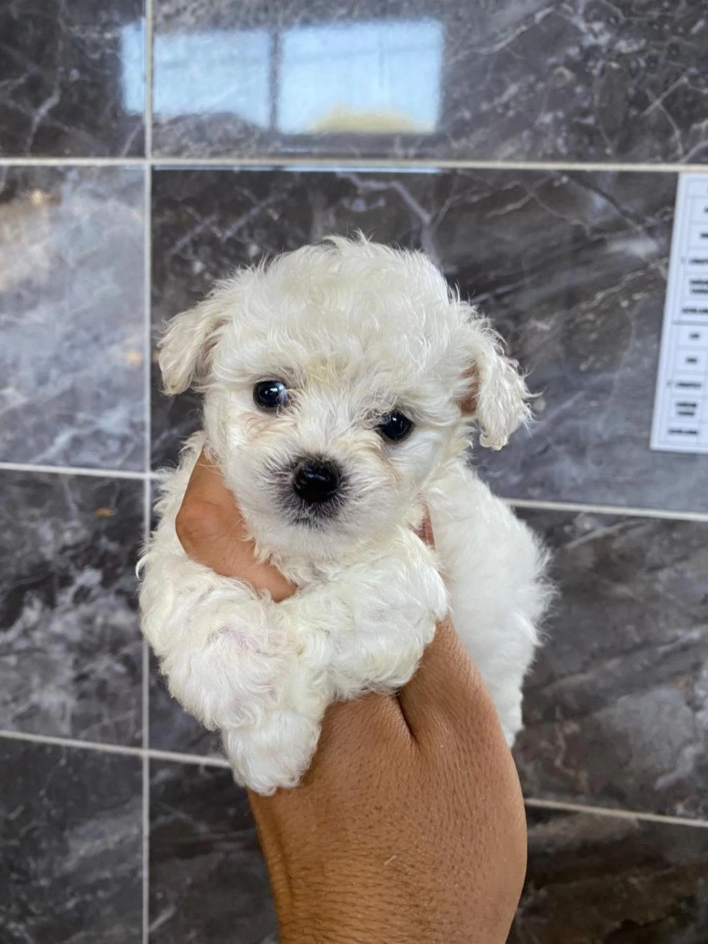 Orjinal Minyatür Bichon Frise Yavrular