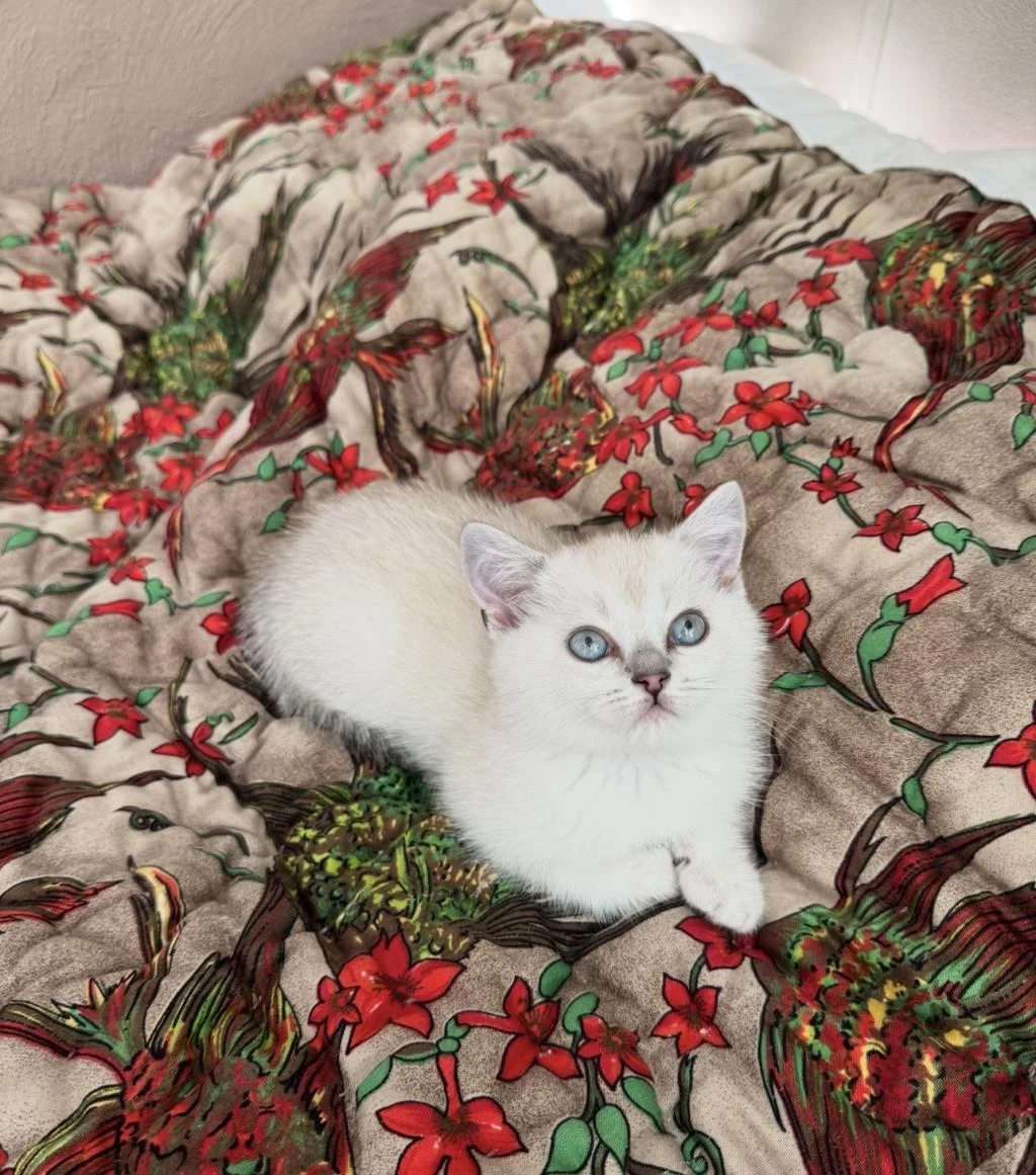 Bluepoint Masmavi Göz Bebek British Shorthair