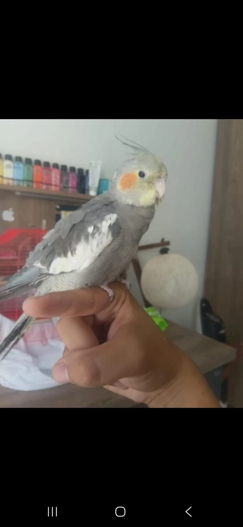 5 Aylık Sultan Papağanı Evcil