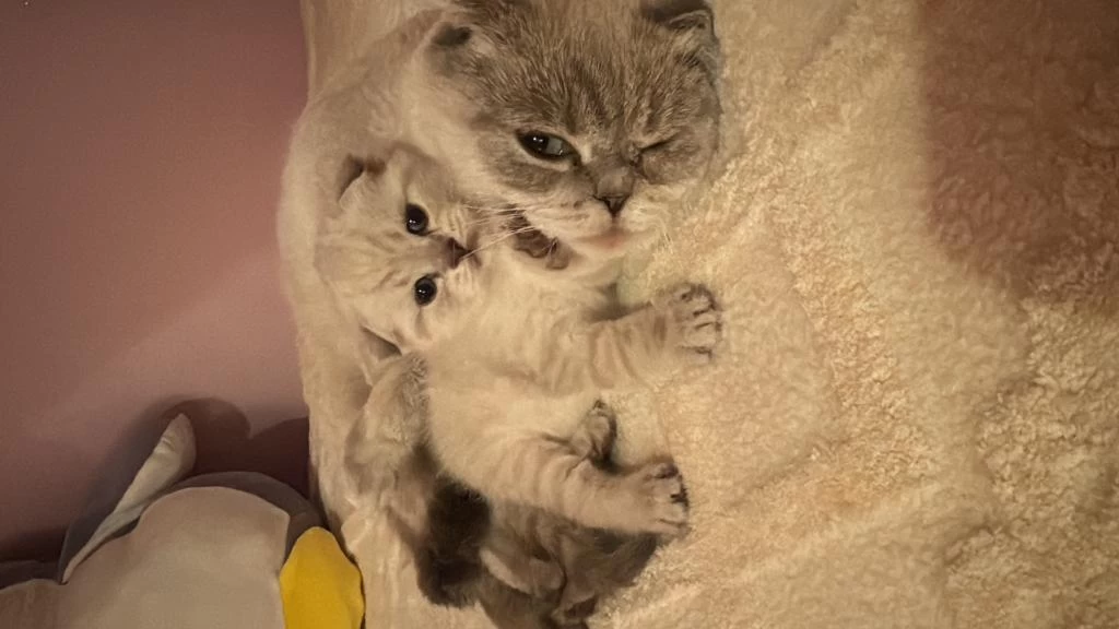 Scottish Fold Kedisi