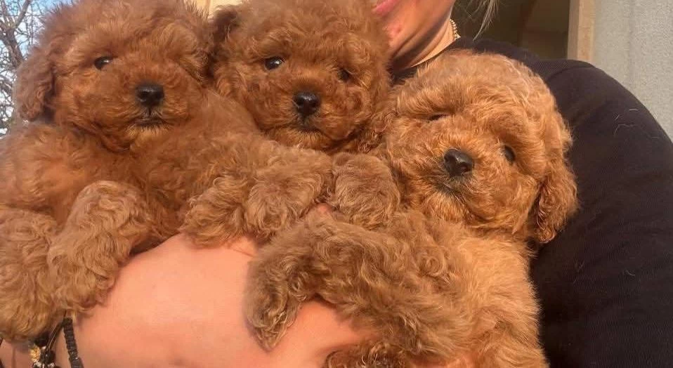 Toypoodle Yavrularımız