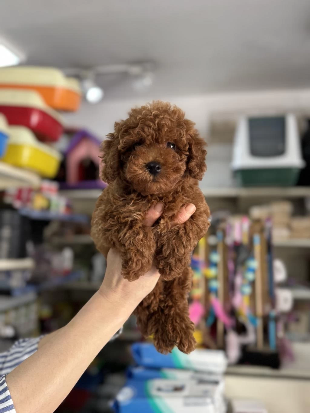 Kore Kan Poodle Yavrularımız Sıfır Boy