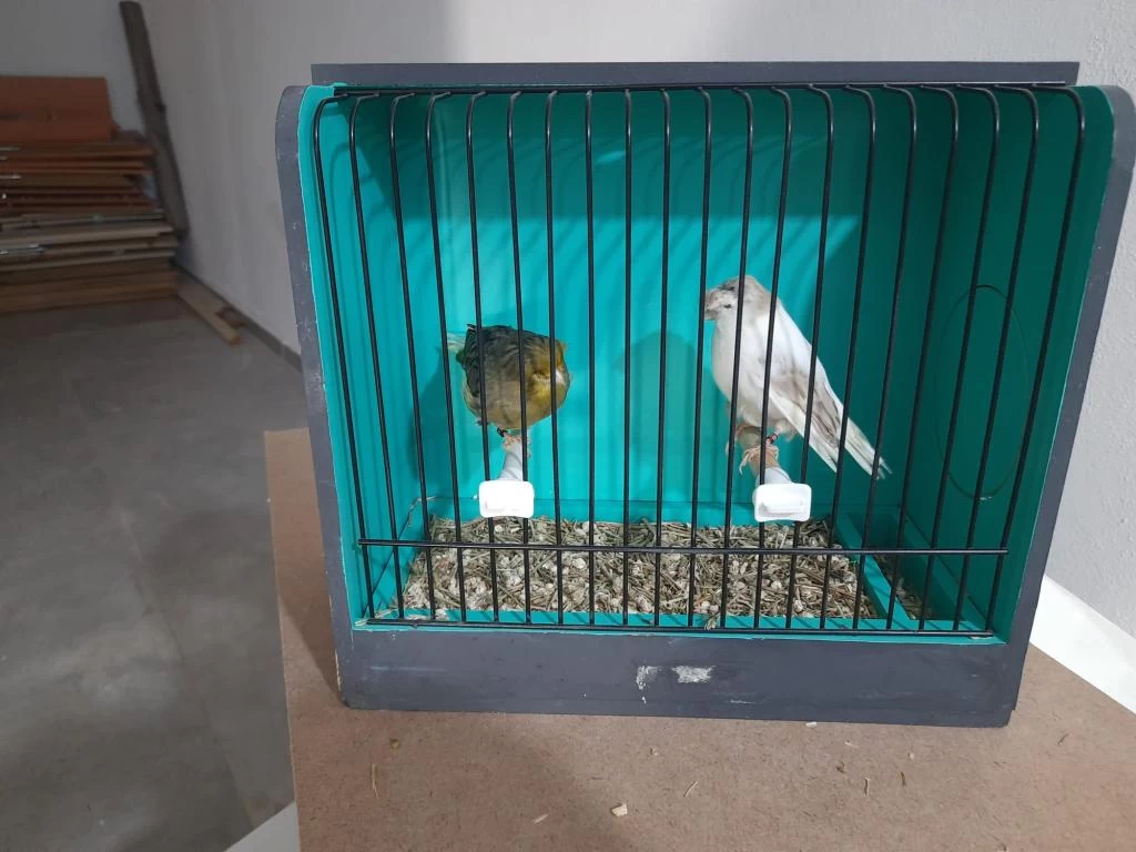 Takim Gloster Kanarya