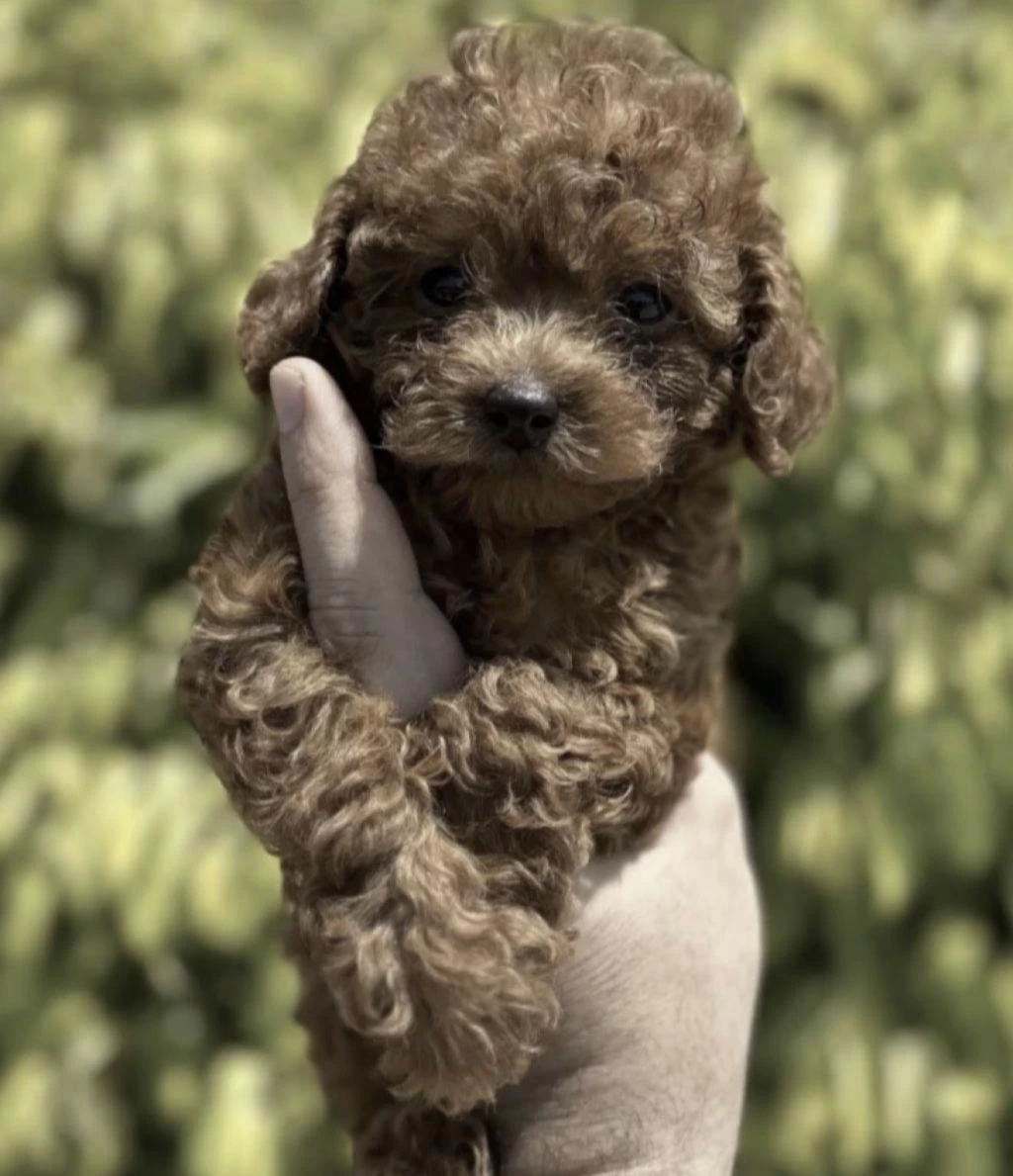 Harika Toy Poodle Cinsi