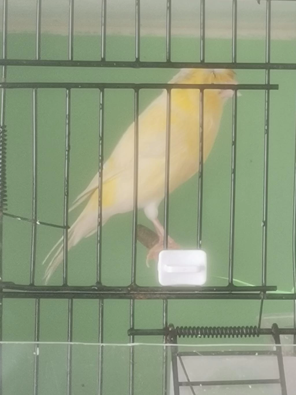 Erkek Bangir Bangir Oter Durumda Lanksair Tepeli Kanarya