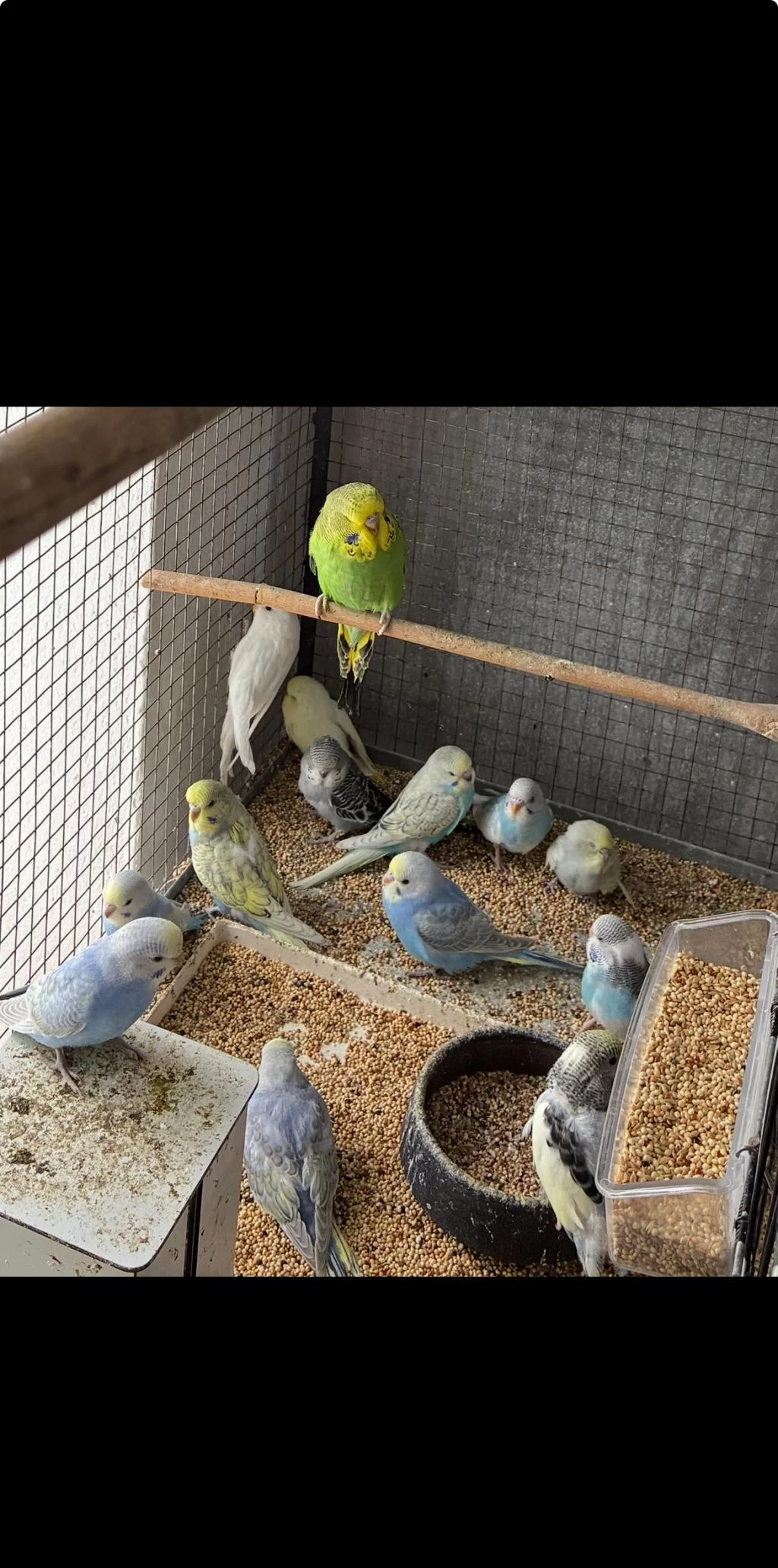 Sağlıklı Bebek Muhabbet Kuşu