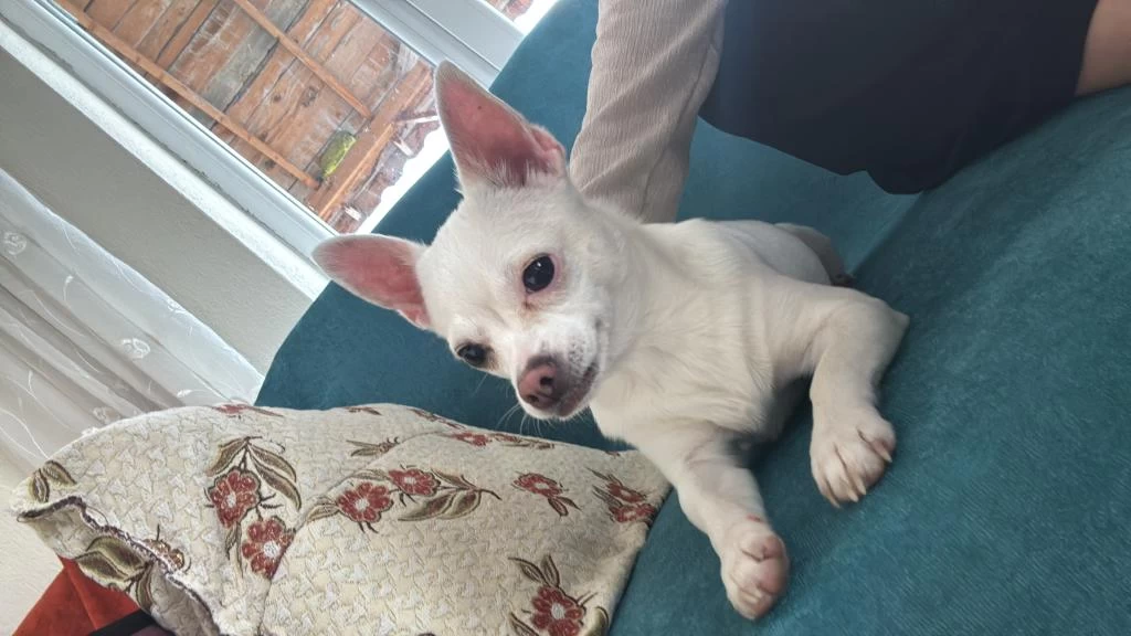 Dişi 15 Aylık Chihuahua