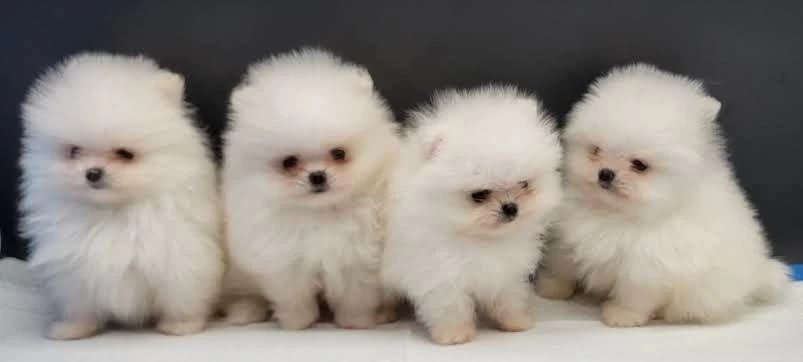 Pomeranian Boo Yavrular İçin Ulaşin