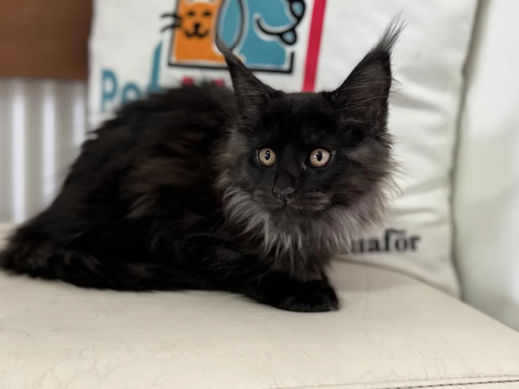 Çok Özel Black Smoke Maine Coon Yavrularımız