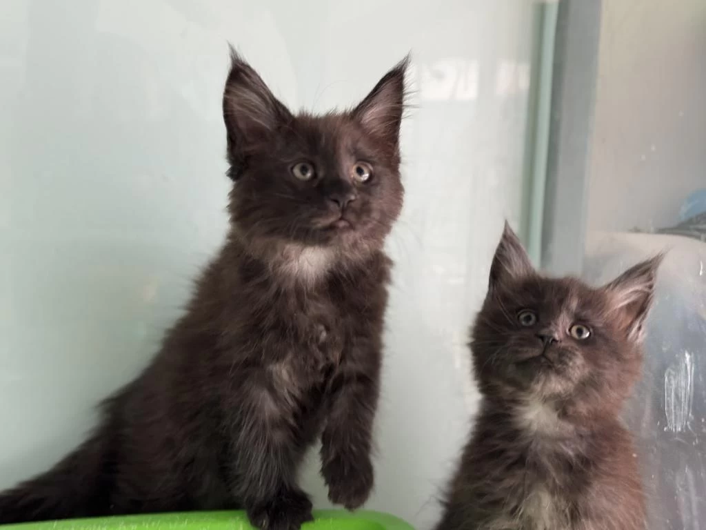 Son Dişi Aşılı Karneli Maine Coon Yavrularımız