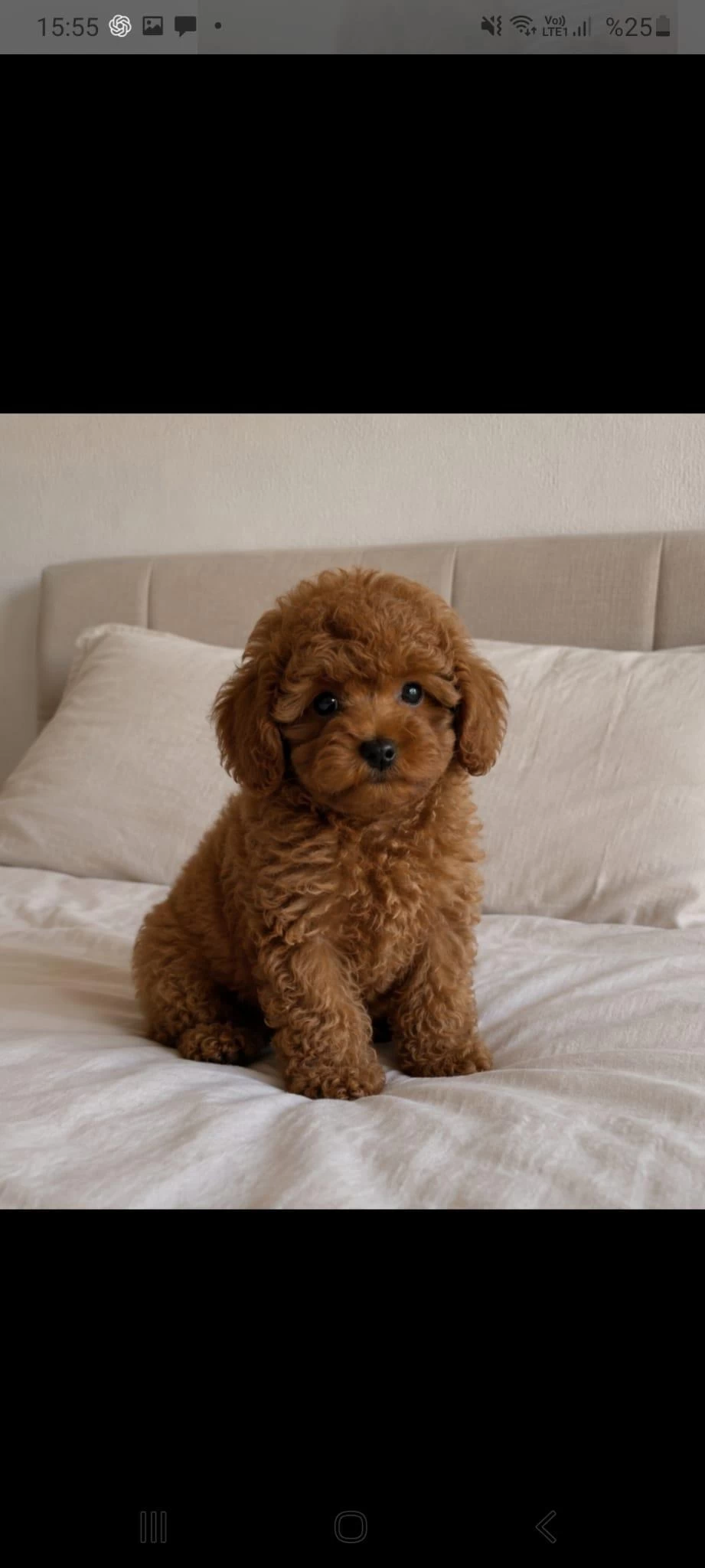 Sağlıklı Poodle Yakişiklimiz