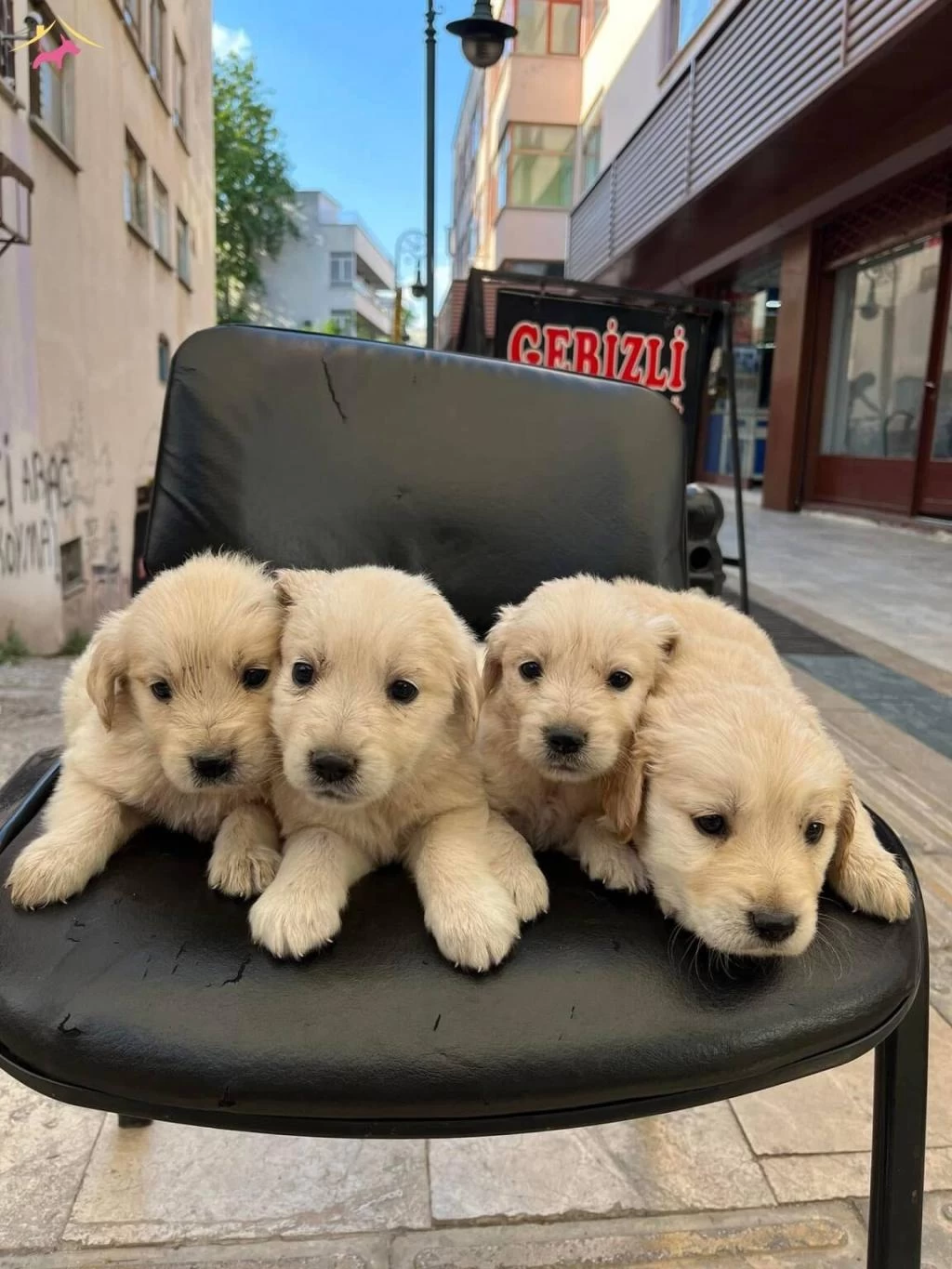 Golden Retriever Yavrularim Sağlik Ve İrk Garanntili