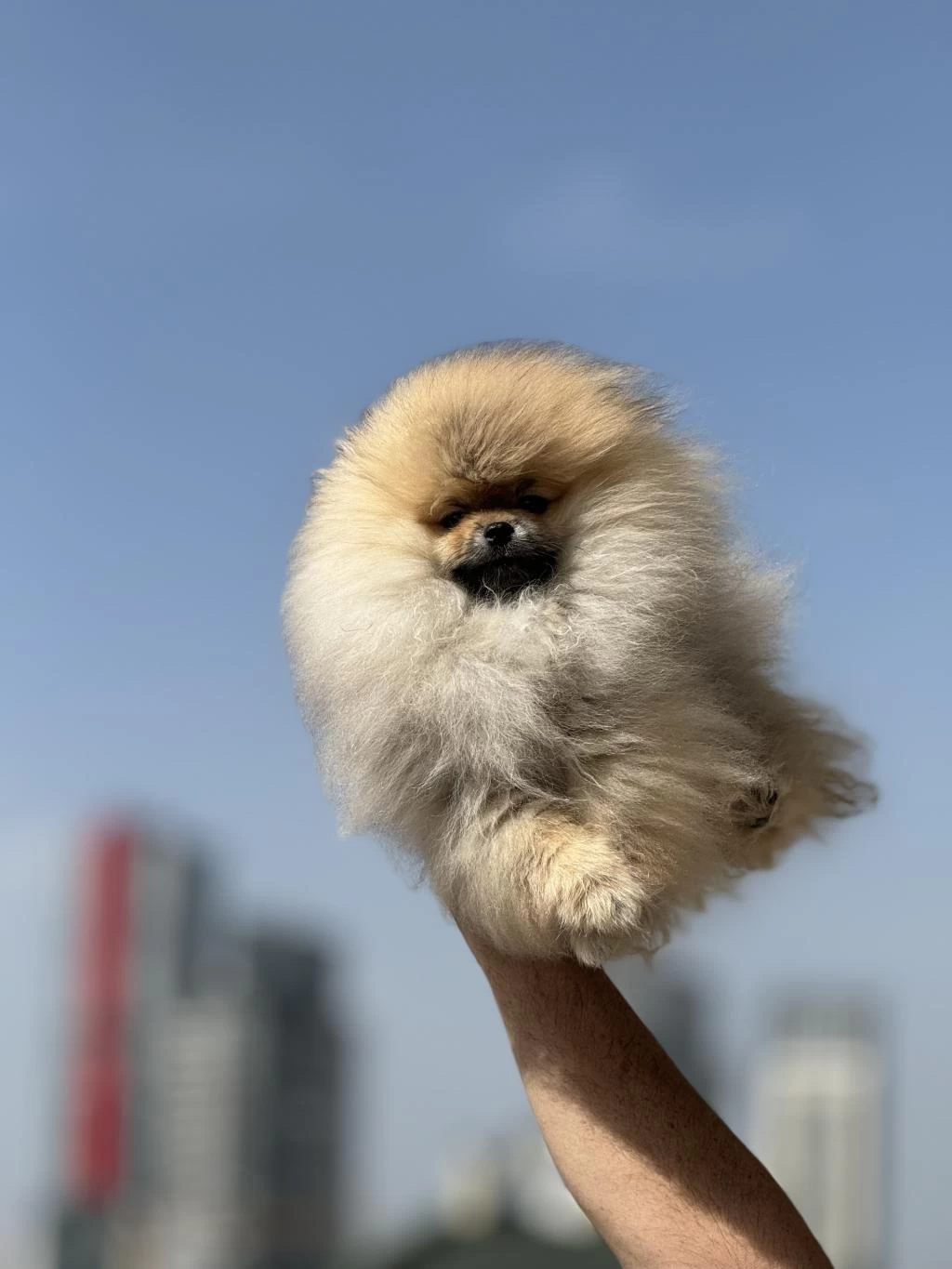 Ankaranın En Elit Teddy Face Suratlı Pomeranian Yavruları