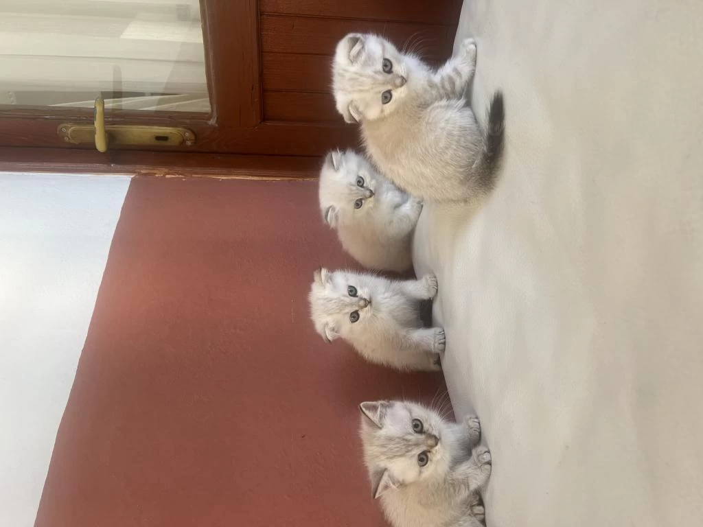 Scottish Fold Yavrulari