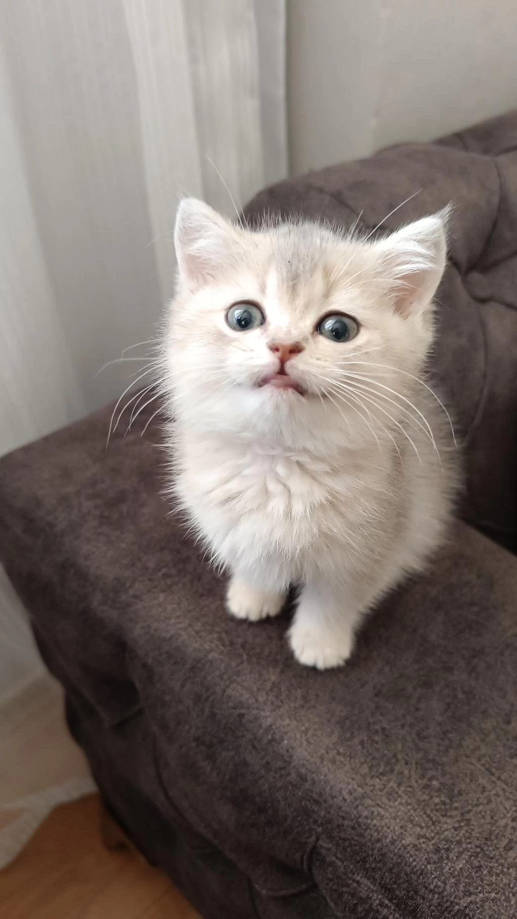 British Longhair Yavrularımız