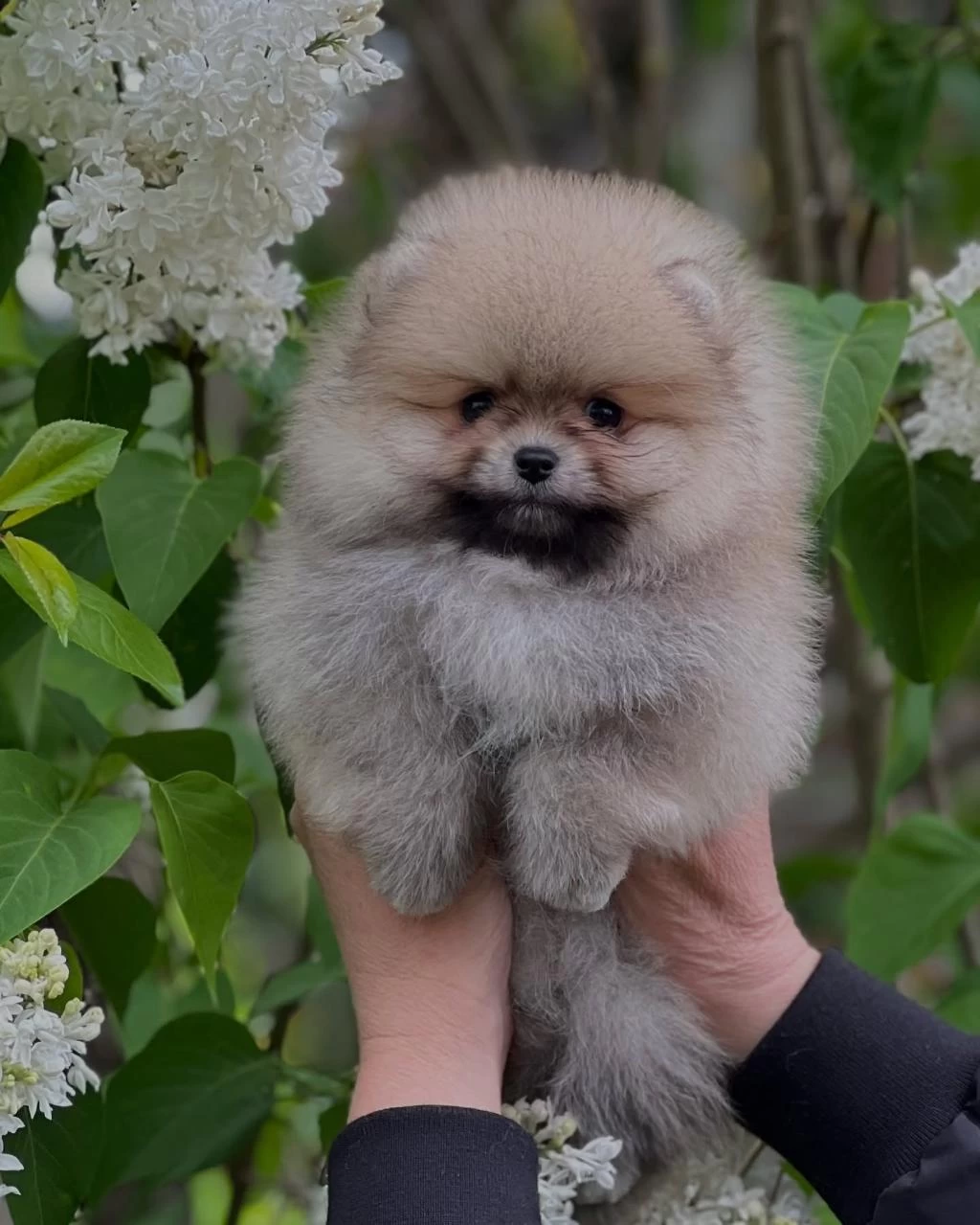 Pomeranian Boo Yavrulari