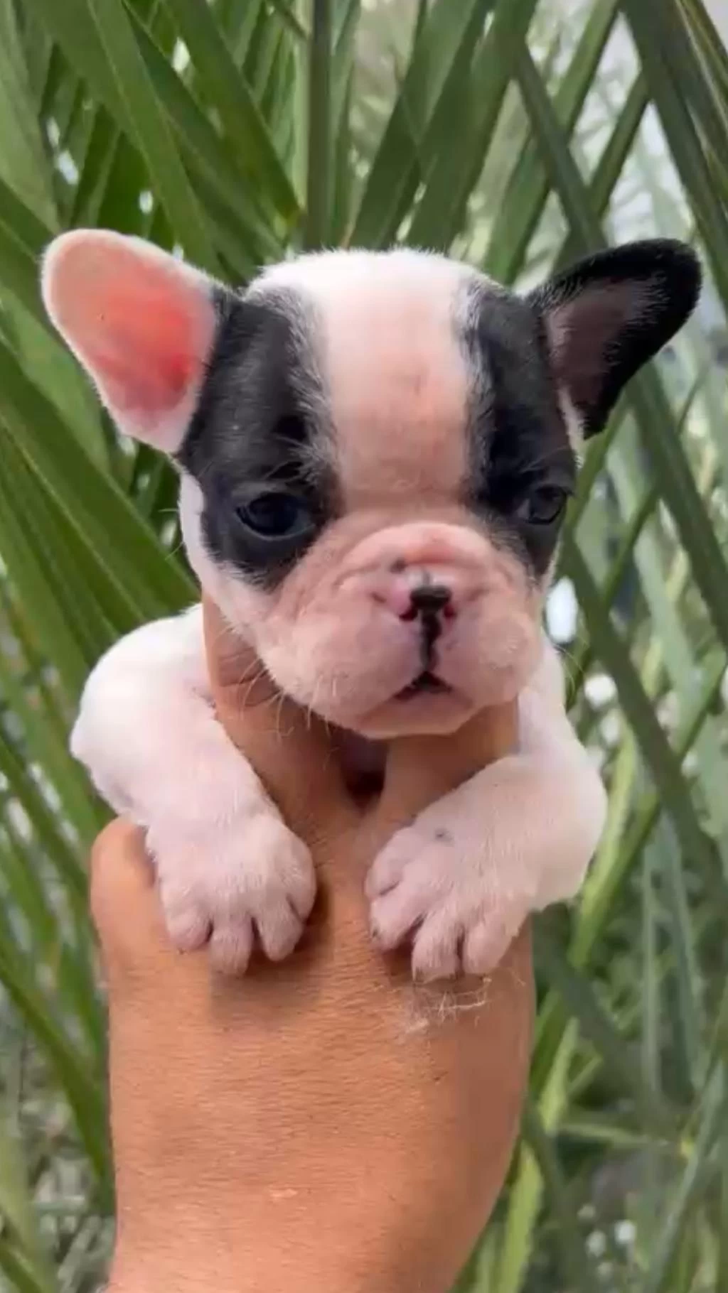 French Bulldog Yavrularımız