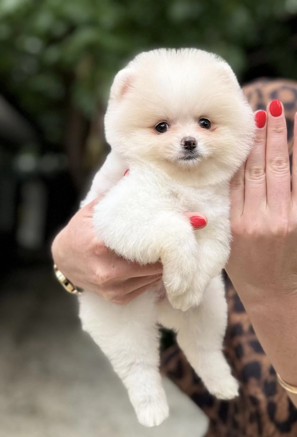 Harika Dişi Pomeranian Boo