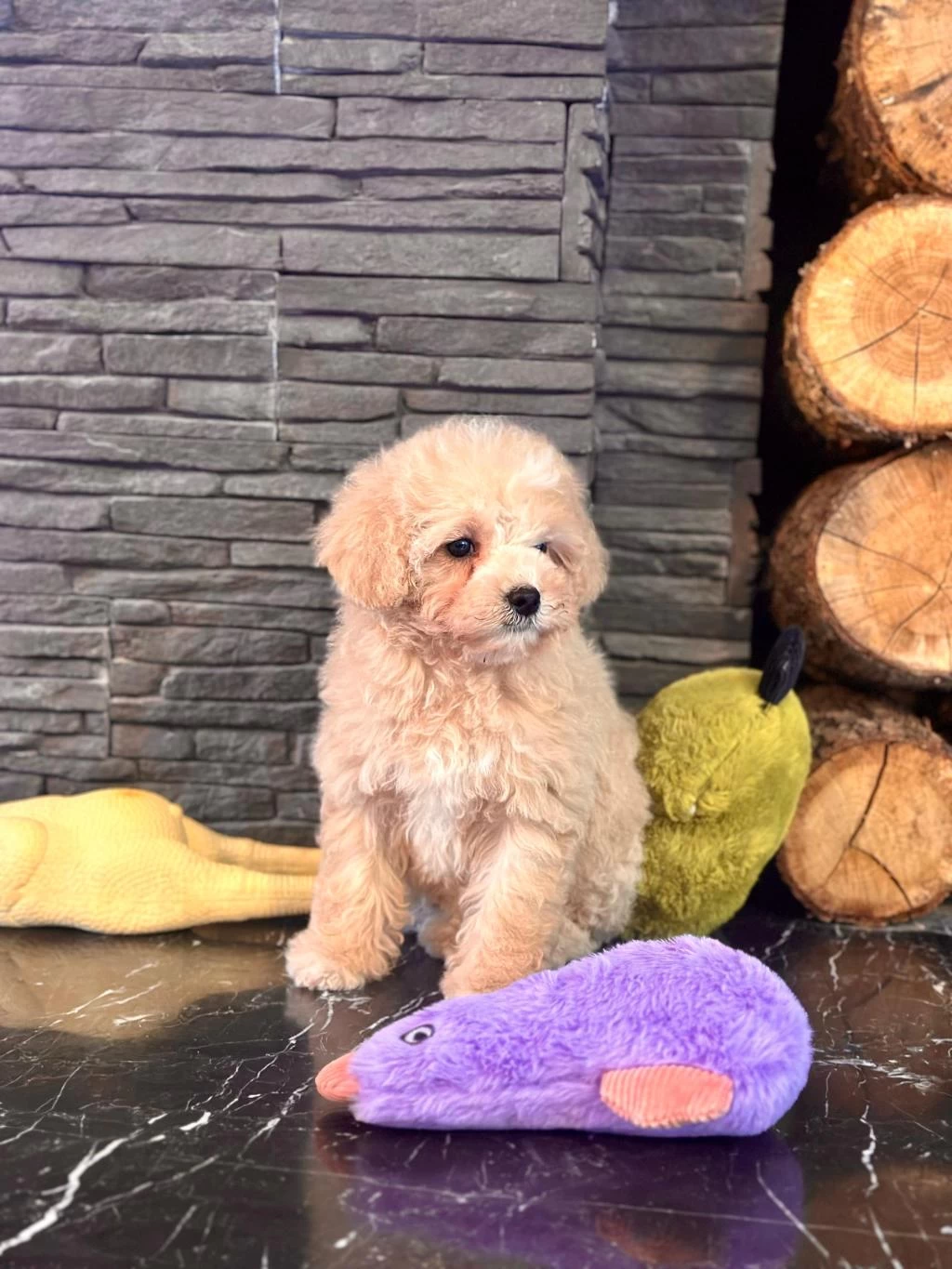 Akıllı Ve Tüy Dökmeyen Karakteriyle Maltipoo Yavrusu