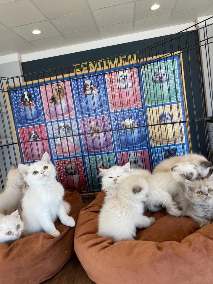 En Güzel British Shorthair Yavrulari Burada