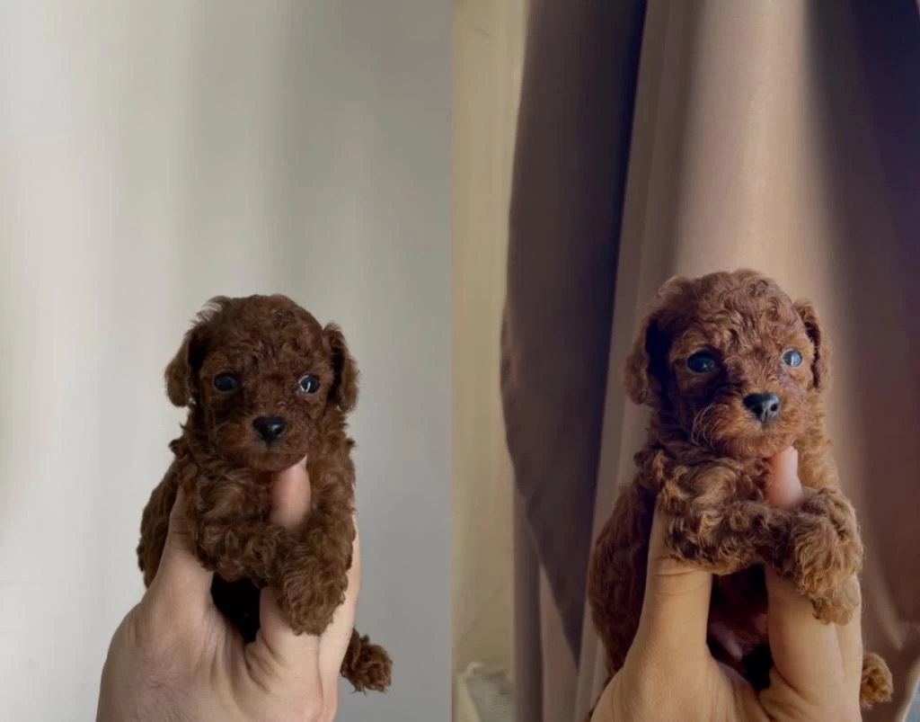 Orjinal Mikro Toy Poodle