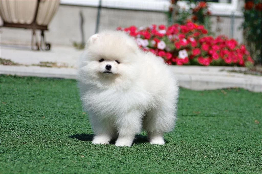 Petmode Köpek Çiftliğinden Teddy Face Pomeranian