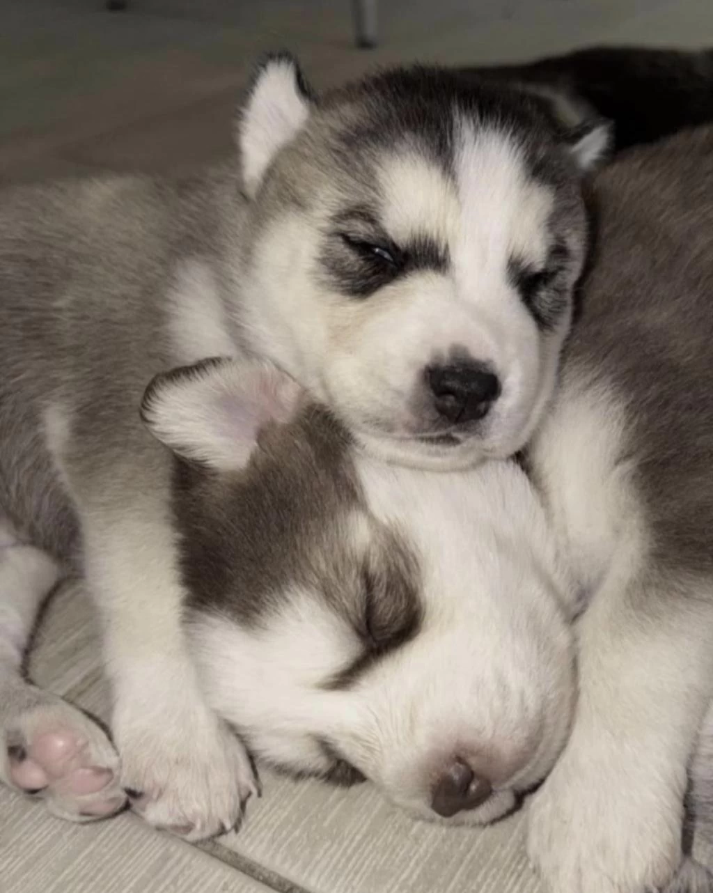 Sağlıklı Husky Safkan