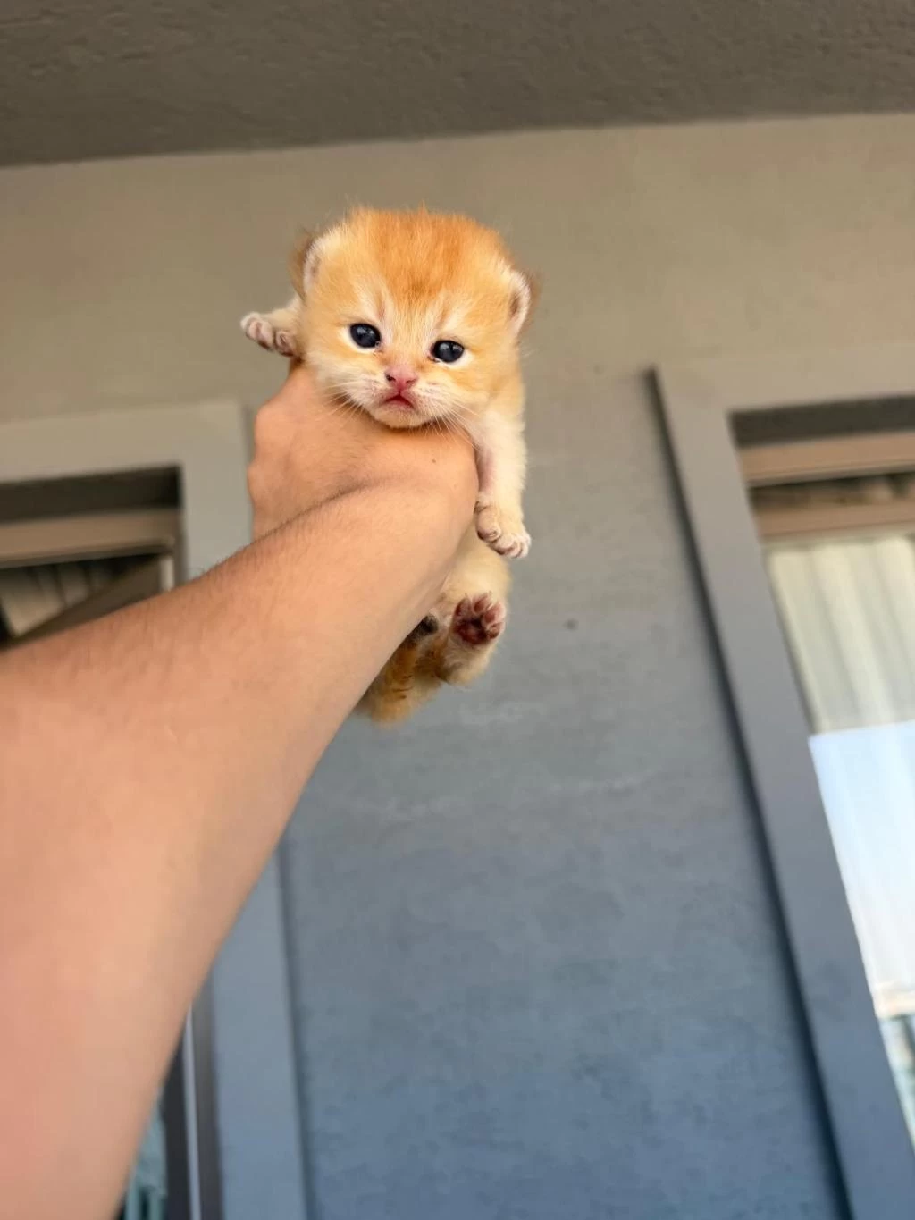 Golden British Shorthair Bebekler