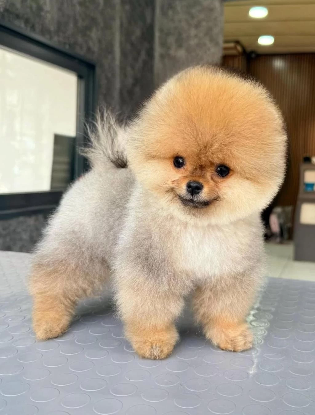 Ayı Surat Boo Yavruları