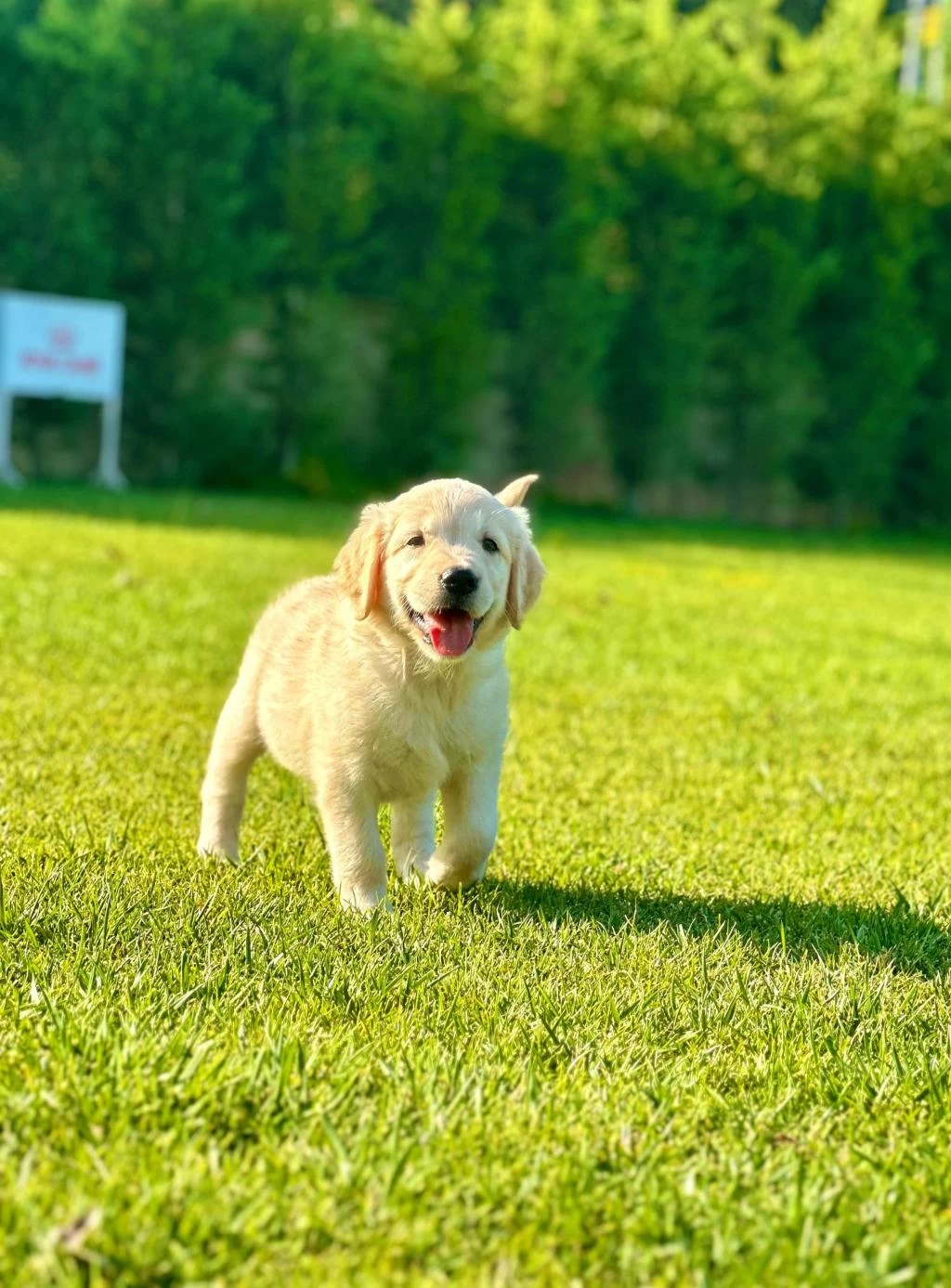 Golden Retriever Yavruları Çiftlikten