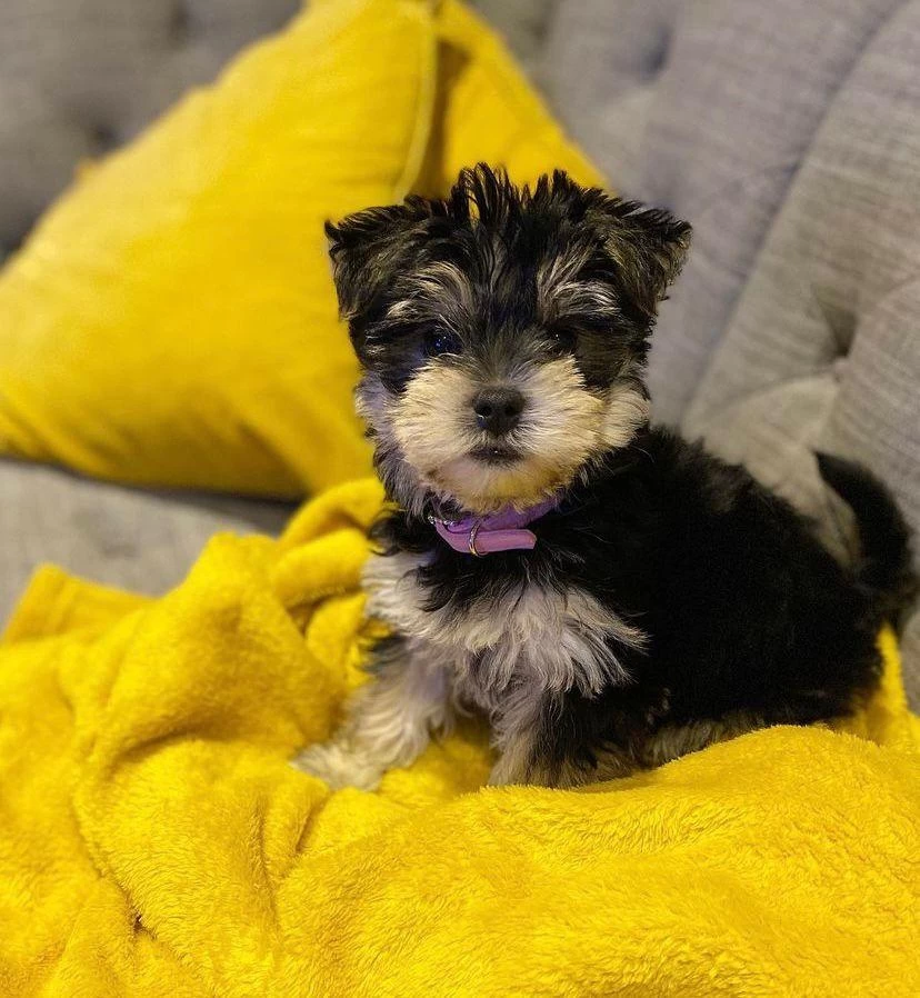 Sevgi Dolu Ve Uyumlu Yavru Köpekler