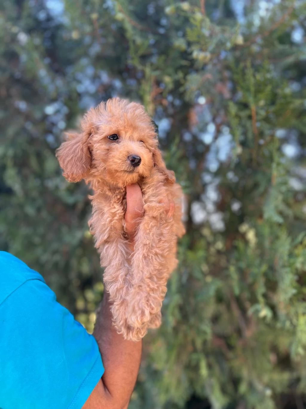 Orijinal Maltipoo Yavrular Randevu Alarak Bakabilirsiniz