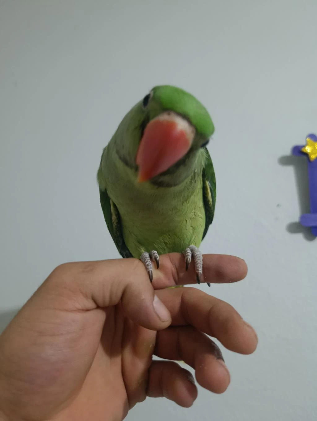 70 Günlük Erkek Alexander Papağanı