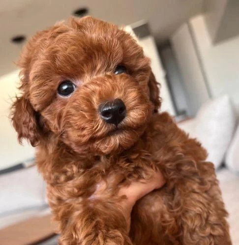 Maltipoo Yavrularımız