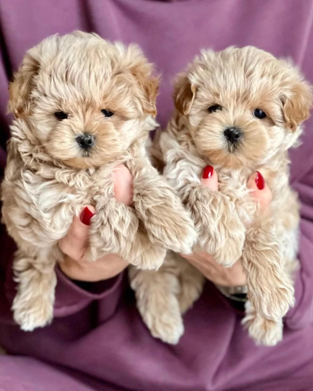 Sevimli Maltipoo Yavrulari