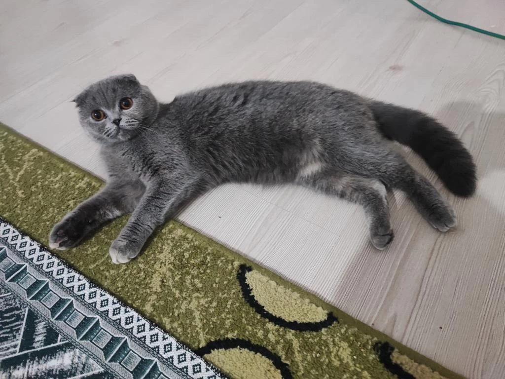 Ücretsiz Scottish Fold Kedisi