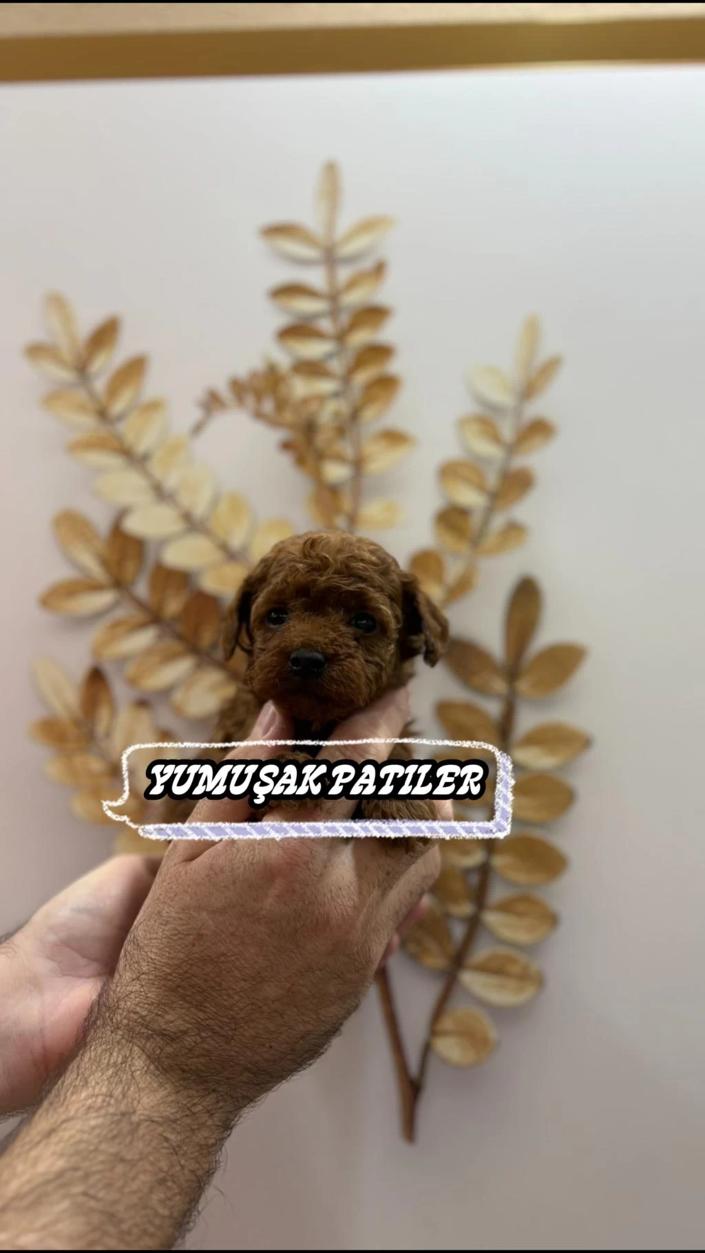 Red Toy Poodle Köpeğimiz