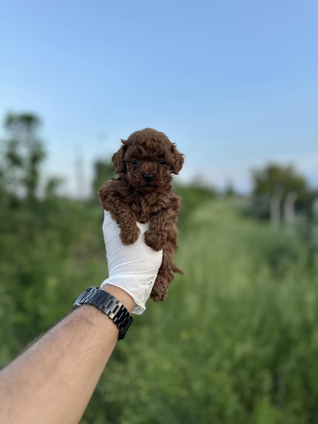 Sağlık Ve İrk Garantili Toy Poodle Yavrularımız