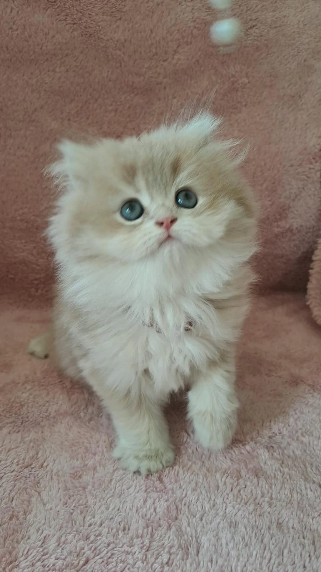 British Longhair Golden Cy12 Erkek