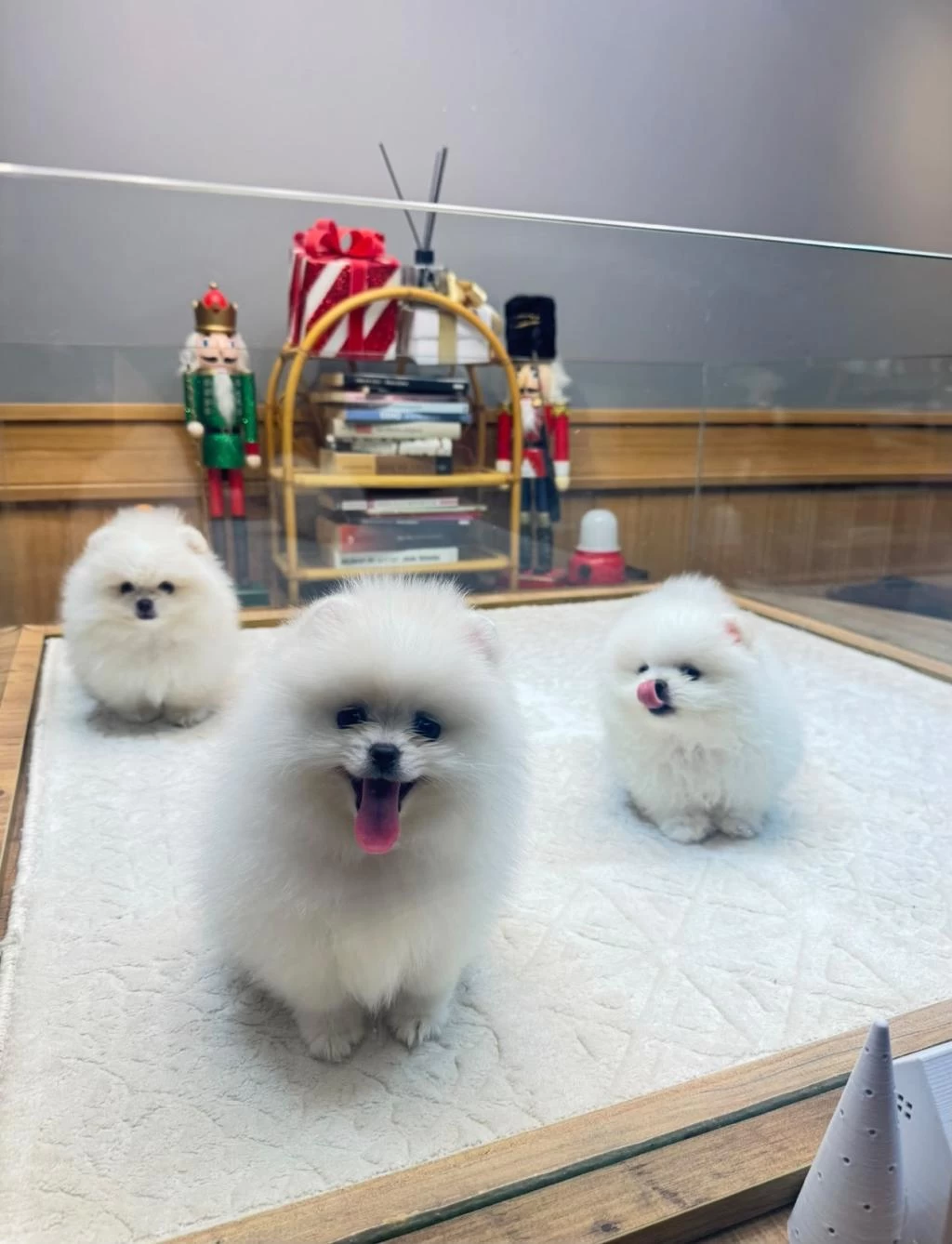 Sağlik Ve İrk Garantili Kore Pomeranian