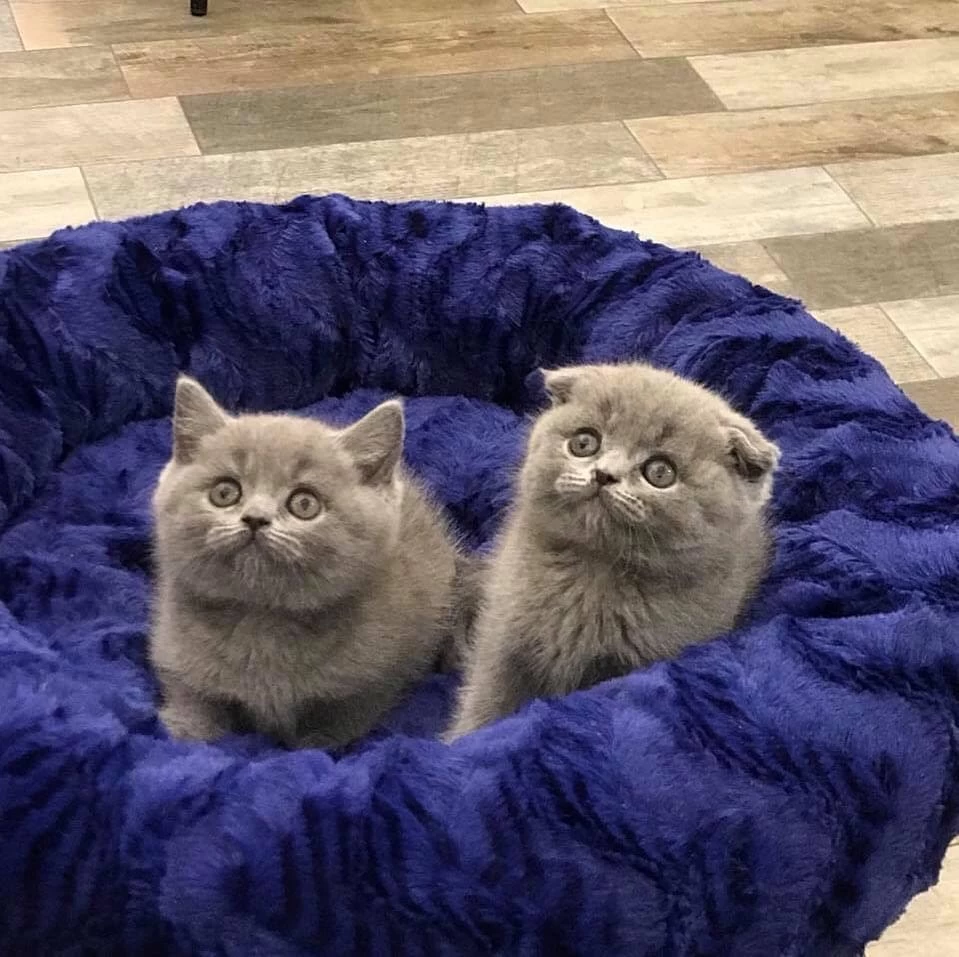 British Shorthair &amp; Scottish Fold Yavrularim