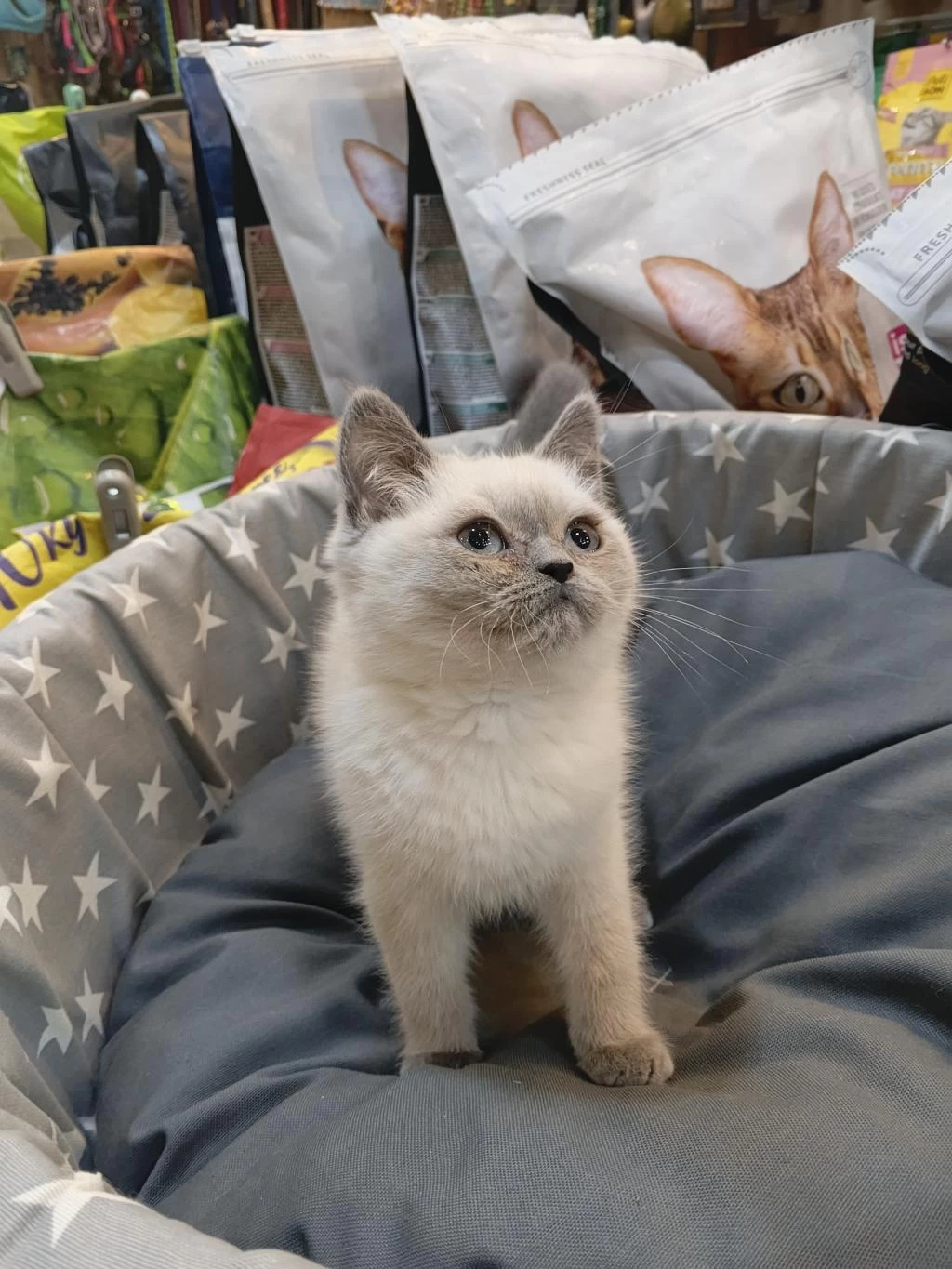 Bebek British Shorthair Bluepoint