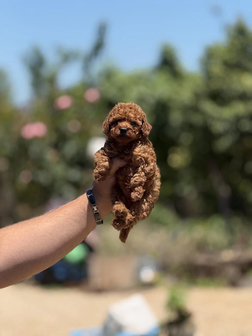 Miniboy Show Kalite Teacup Poodle