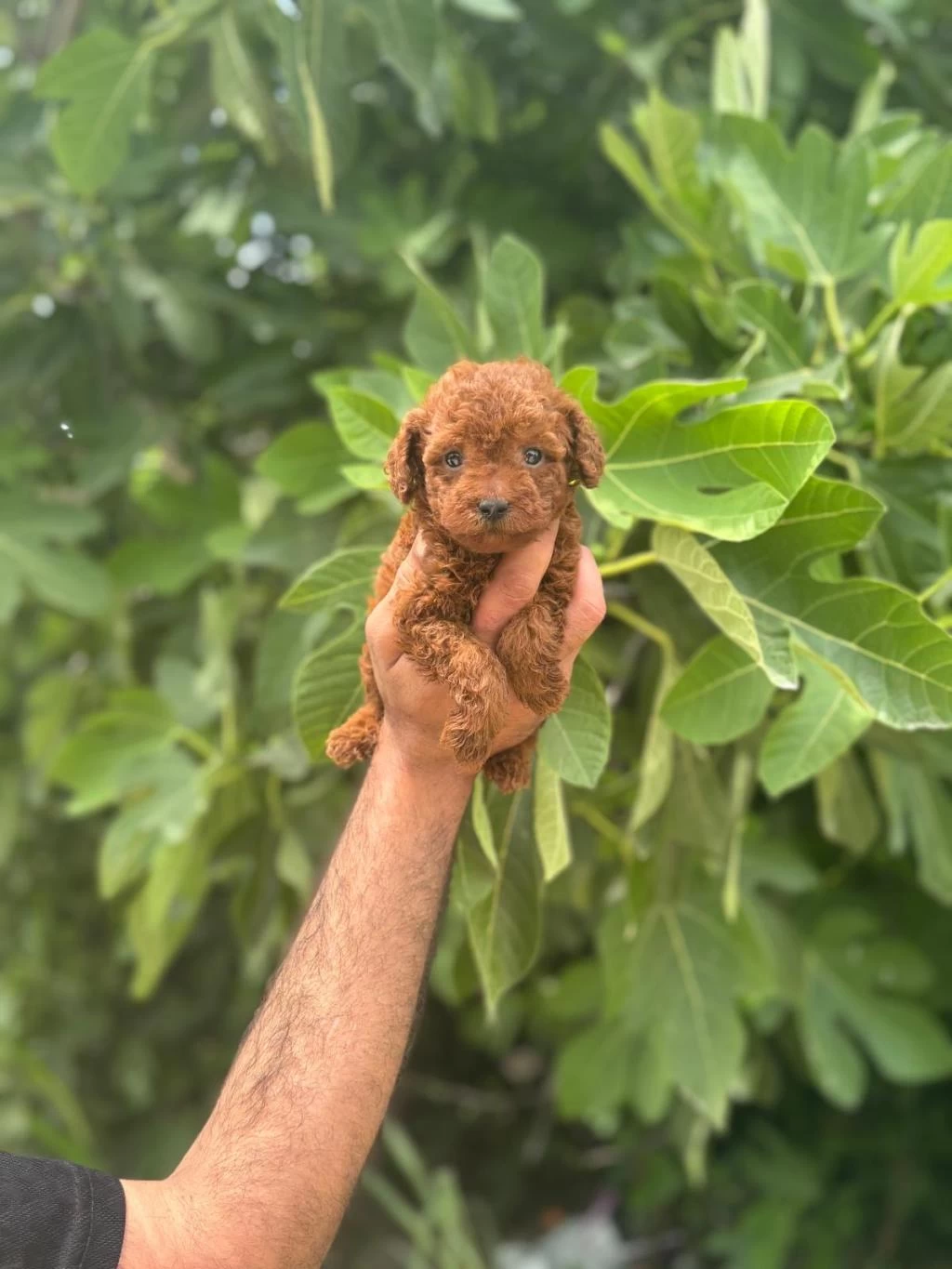 İrk Garantili Safkan Toy Poodle Yavrum