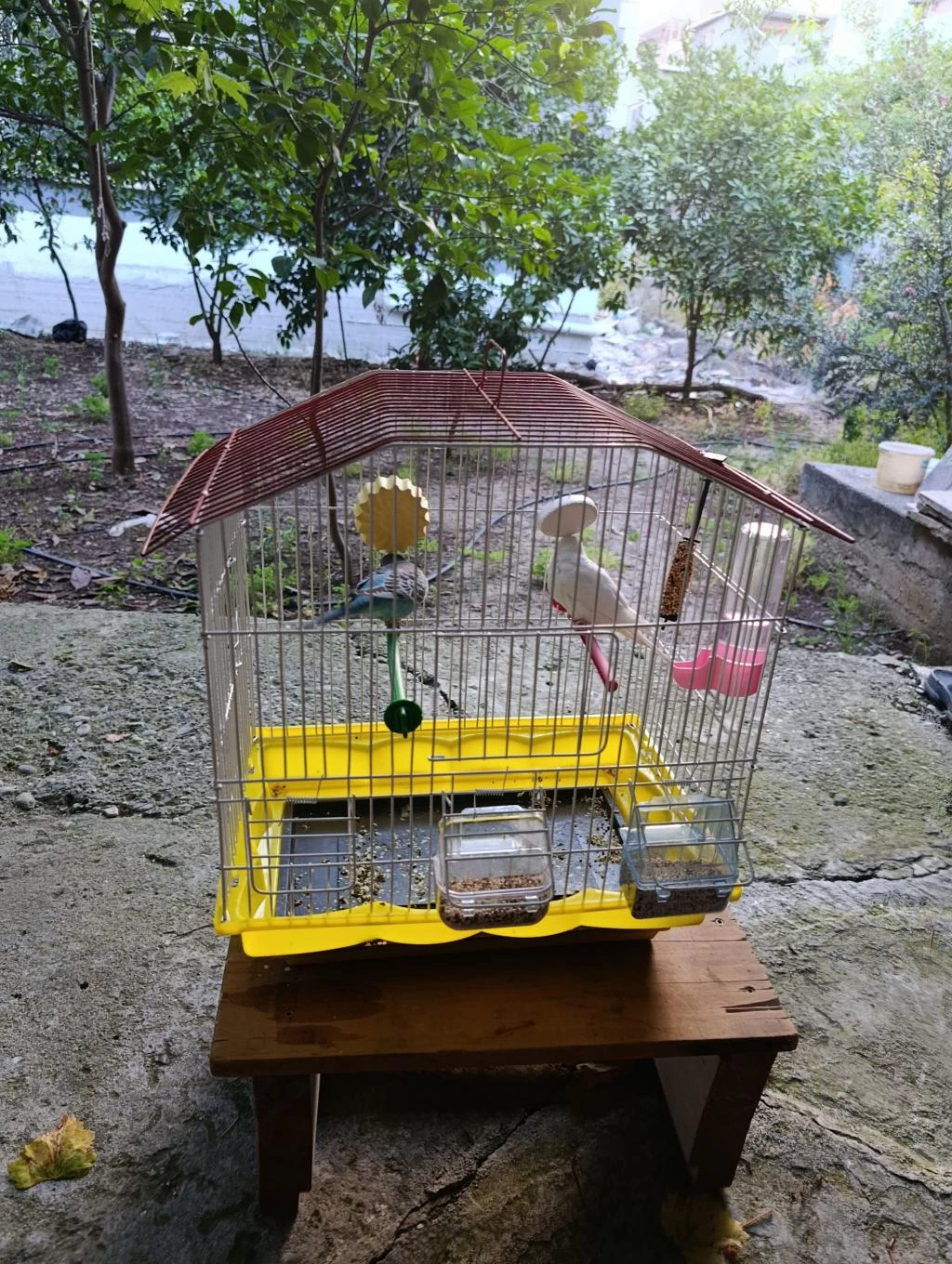 1 Dişi Ve 1 Erkek Muhabbet Kuşu