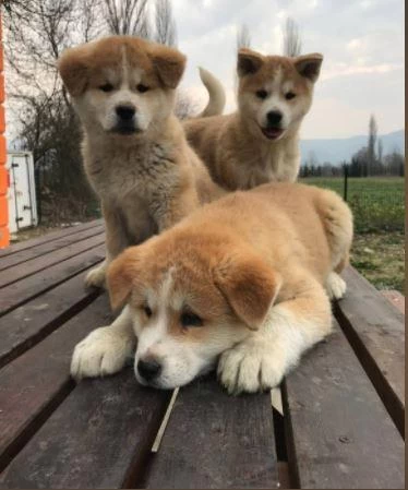 İrk Ve Sağlık Garantili Japon Akita Yavrular