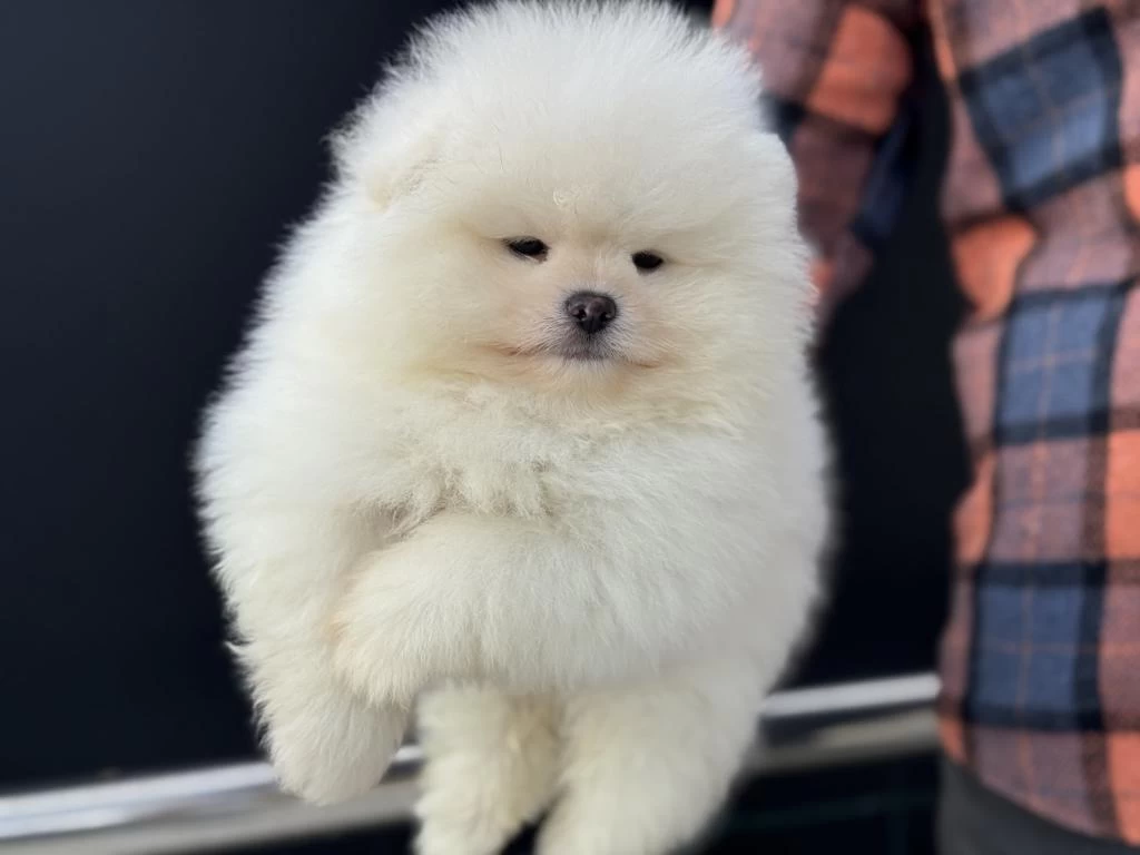 Petmode Köpek Çiftliğinden Tea Cup Pomeranian