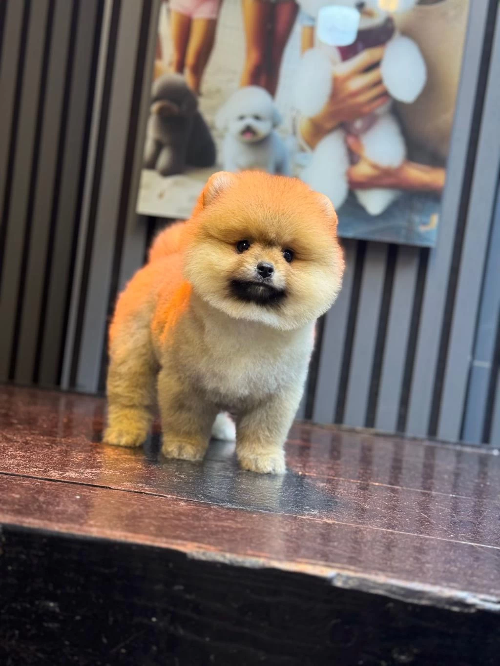 Sağlik Ve İrk Garantili Pomeranian